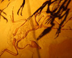 radiocarbon dating, fossil radiocarbon dating, fossil