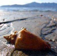 marine radiocarbon reservoir effects