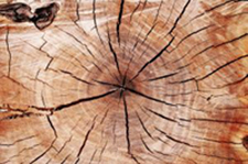 carbon dating, old wood problem carbon dating, old wood problem