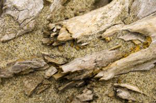 radiocarbon dating contaminated wood radiocarbon dating contaminated wood