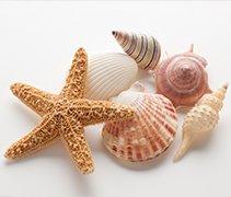 shell beads - Traducere în română - exemple în engleză | Reverso Context