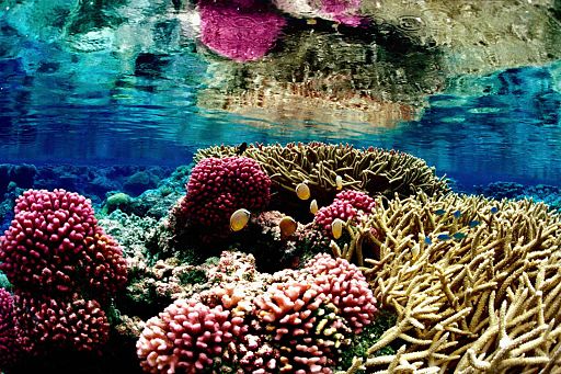 coral reef, radiocarbon dating