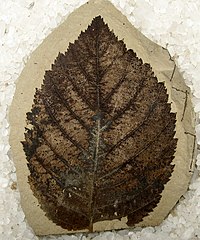 Fossil leaf, Photo Credits: Kevmin (CC BY-SA 3.0) via Wikimedia Commons